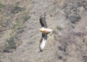 Bearded vulture (Lammergeier), 80% of its diet consists of bone and bone marrow.JPG