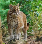 Asiatic Golden Cat (Catopuma temminckii)temminckii