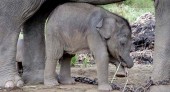 baby_elephant.jpg