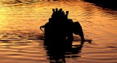 elephant_safari_in_chitwan.jpg