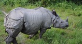 One horned Rhino.jpg