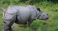 Chitwan National Park and Elephant Safari