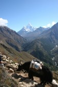 Looking up the valley towards Thyangboche.jpg