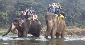 elephant safari in chitwan.jpg