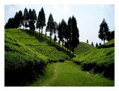 a valley of tea gardain just above Mirik.jpg