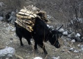 yak carrying firewood.jpg