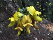 Mountain Laburnum (Piptanthus Nepalensis) seen upper part Manaslu Circuit.JPG