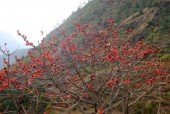 Kapok (Silk Cotton) Tree in full flower.jpg