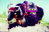 tibet yak.jpg