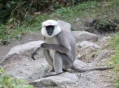 Black faced Langur.jpg