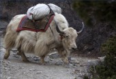 Yak with supplies.jpg