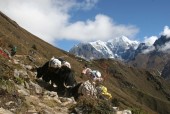 yak carrying on the trail supplies.jpg