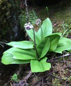 Primula Auricula unfolding on Manaslu Circuit .jpg
