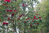 Rhododendron tree in spring.jpg