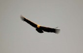 himalayan griffon vulture.jpg
