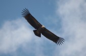 Himalayan Griffon Vulture_One of the largest and heaviest bird in the Himalayas.JPG