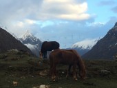 Grazing Horses Near Samdo.JPG